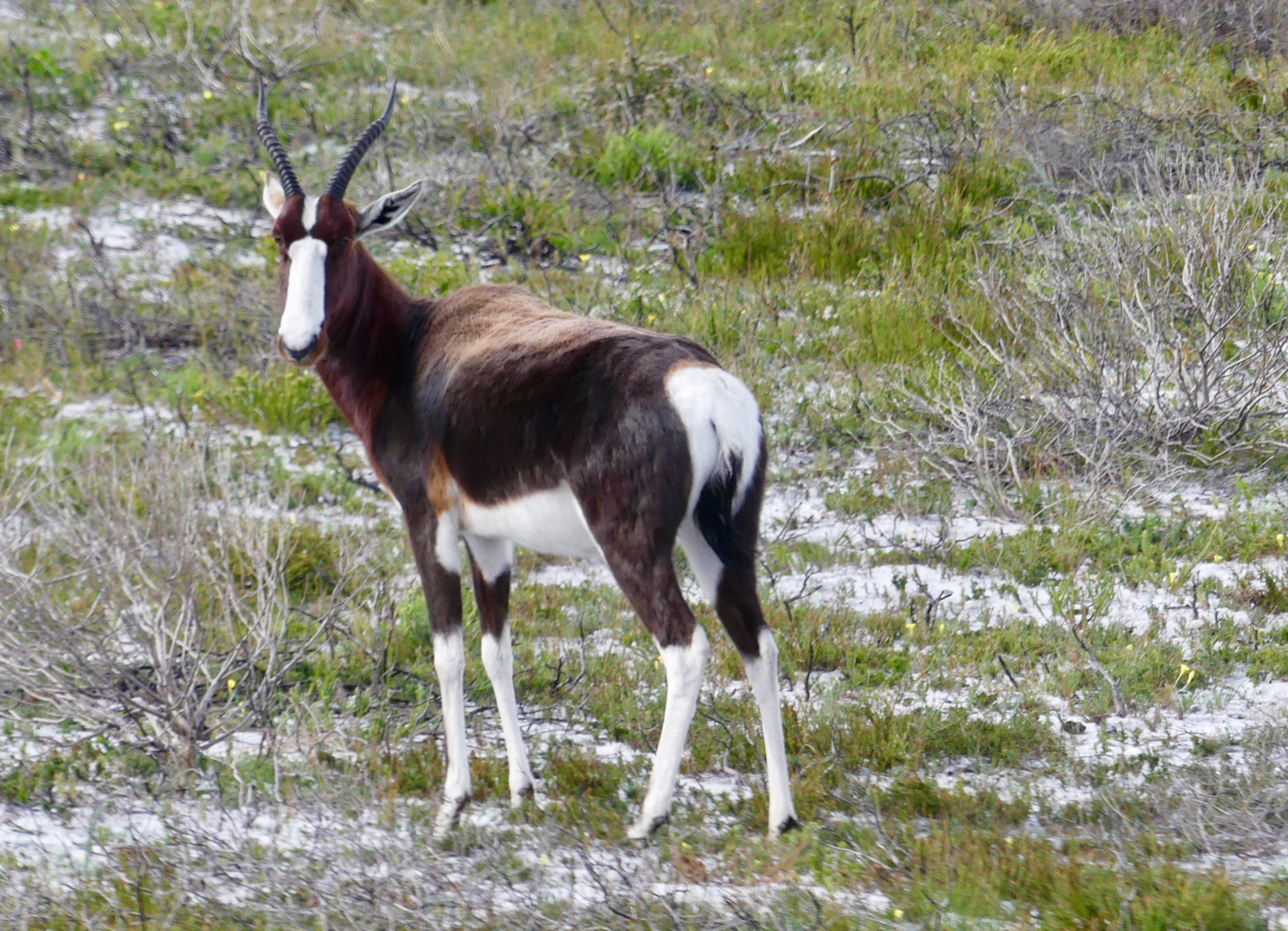 Bontebok (Antelope)